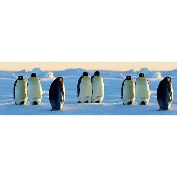 National Geographic Penguins Wallpaper Border Sample