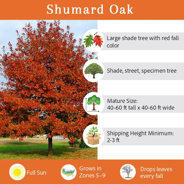 Shumard Oak Deciduous Shade Tree