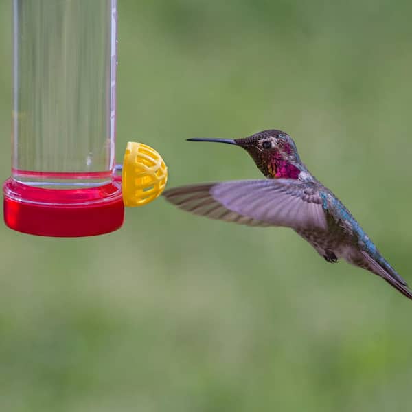 Perky-Pet® Window Bird Feeder - ½ lb Seed Capacity