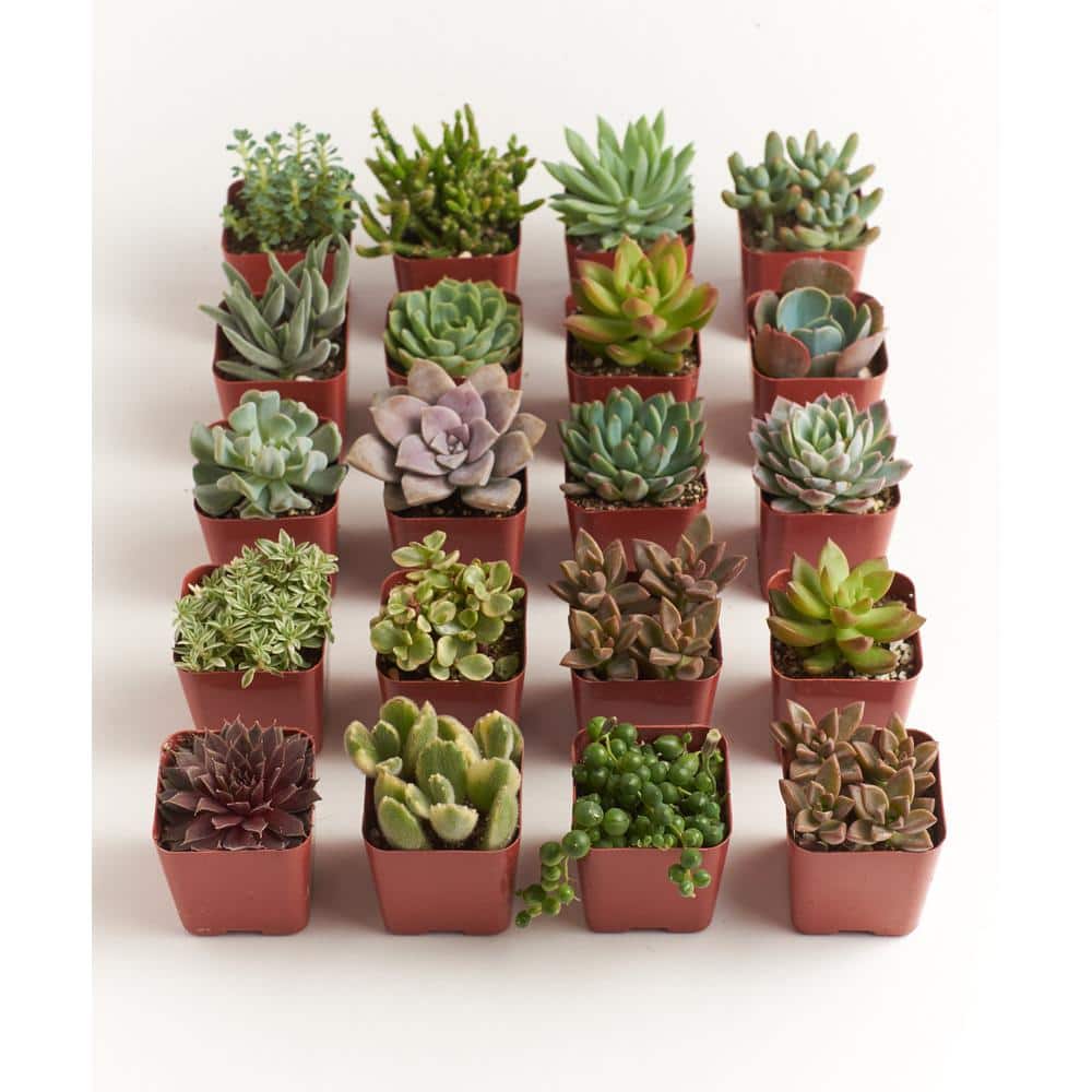 2 Inch Assorted Indoor Succulent Collection (20 Pack)
