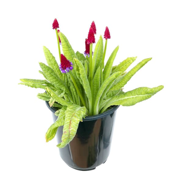 Unbranded 2.5 Qt. Perennial Primula vialii (4-Pack)