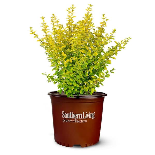 Perfect Plants Sunshine Ligustrum Shrub in 1 Gal. Grower's Pot