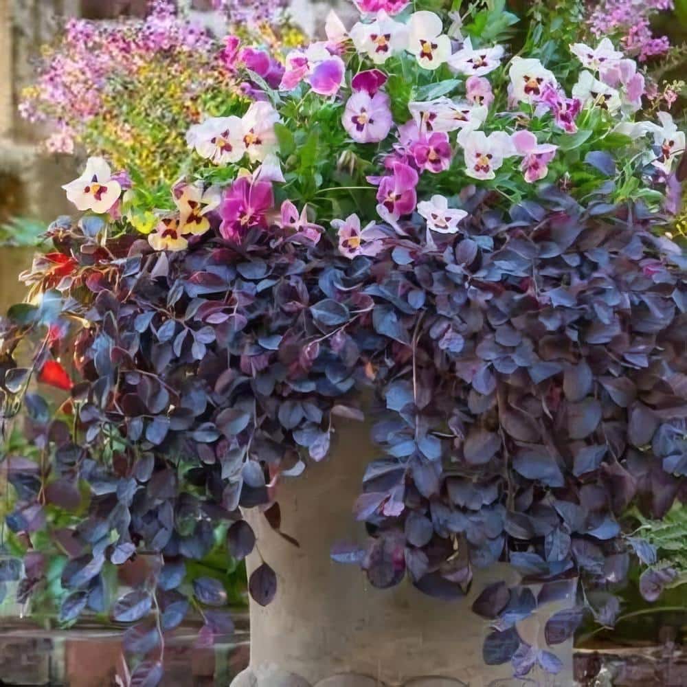 Purple Pixie Loropetalum Shrub with Pink Flowers