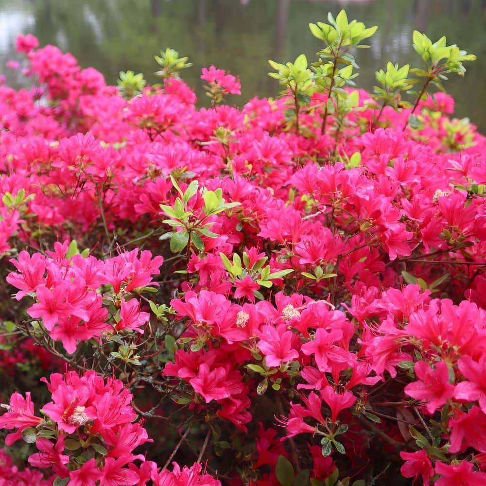 national PLANT NETWORK 2.25 Gal. Hinode Giri Azalea Plant with