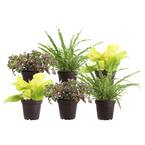 4.8 in Exotic Angel Assorted Foliage Plants (6-Pack) (Grower's Choice Assorted)