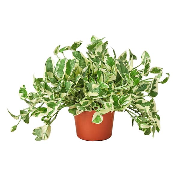 PPC INTERNATIONAL LLC Pothos N'Joy Epipremnum Pinnatum Plant in 6 in. Grower Pot