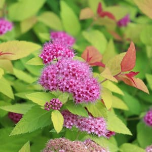 2 Gal, Double Play Candy Corn Spirea Shrub with Purple Flowers