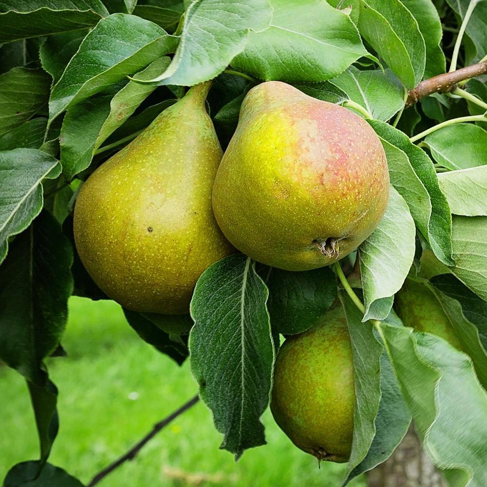 5 X NATURAL COATED INLINE FLAT PEARS 