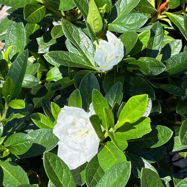Alder & Oak #5 container 'Alaska' White Azalea Shrub (2-Pack