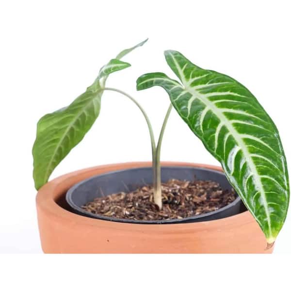 Wekiva Foliage Caladium Lindenii-Angel's Wings-Live Starter Plant in a 2 inch Pot-Xanthosoma Lindenii-Beautiful Foliage
