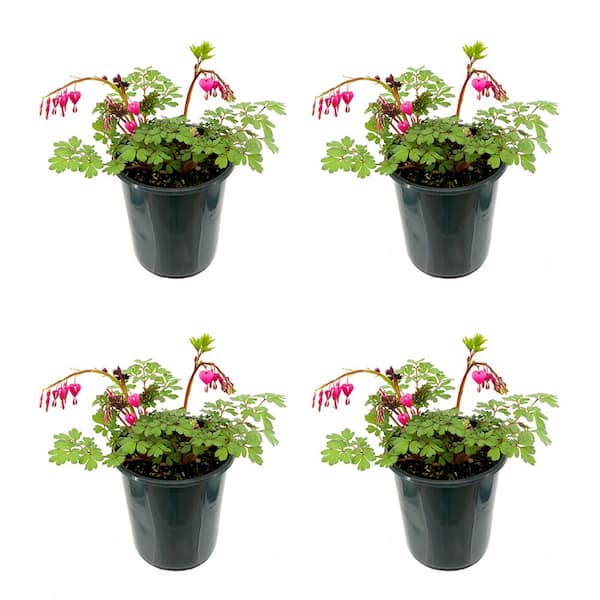 Unbranded Perennial Dicentra Bleeding Heart 2.5 qt. (4-Pack)