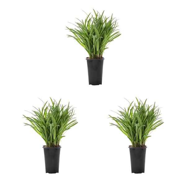 2 Qt. Green Liriope Perennial Plant (3-Pack)