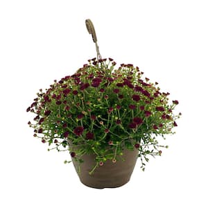 1.8 Gal. Mum Chrysanthemum Plant Purple Flowers in 11 In. Hanging Basket