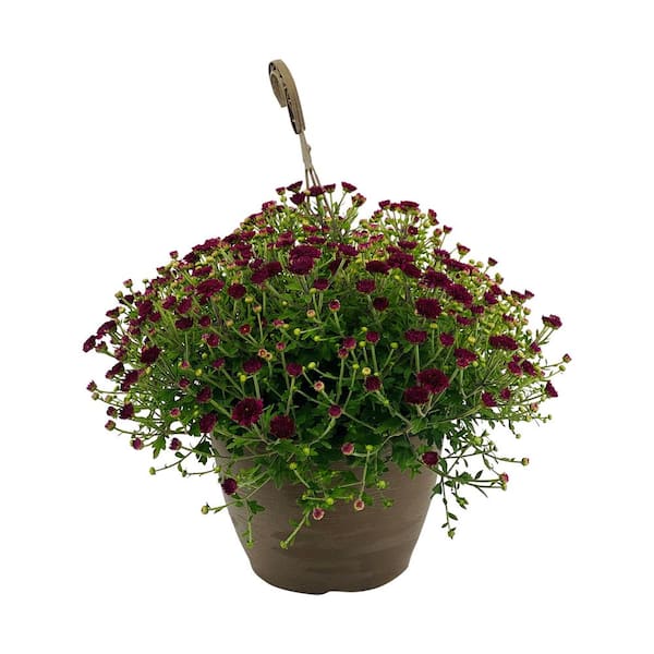 Vigoro 1.8 Gal. Mum Chrysanthemum Plant Purple Flowers in 11 In. Hanging Basket
