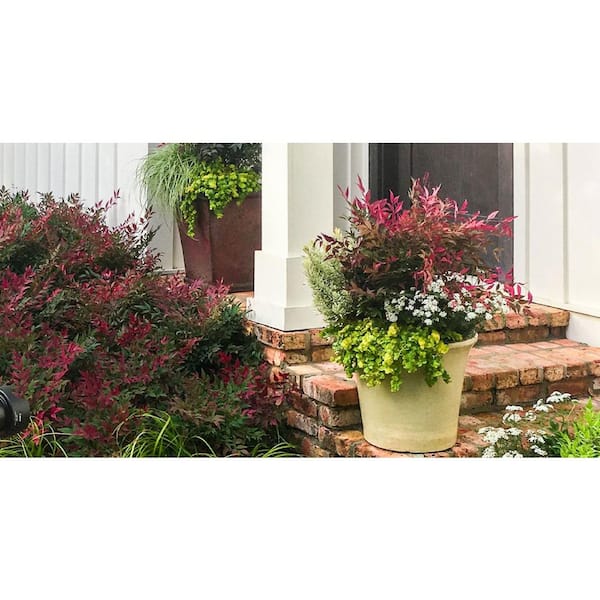 1 Gal. Obsession Nandina Multicolor Live Evergreen Shrub with Red-Green Foliage (3-Pack)