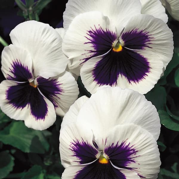Unbranded 4.5 in. White Pansy Plant