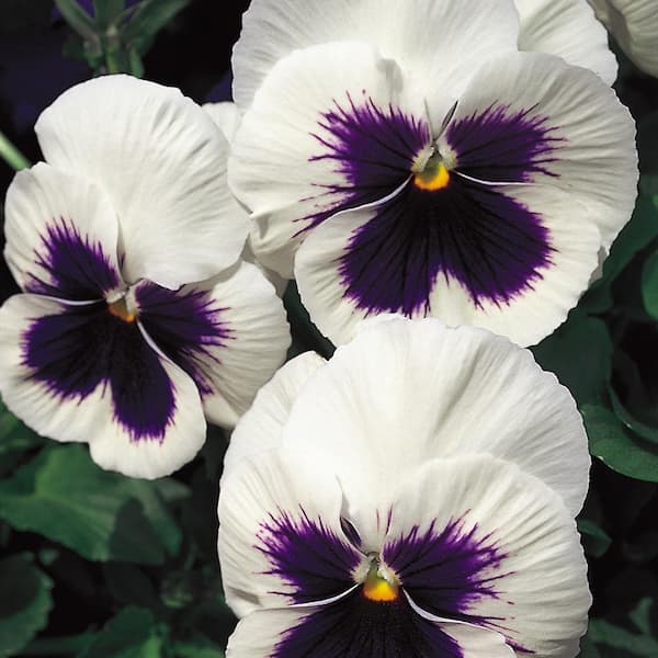Costa Farms 1.25-Pint White Pansy Plant