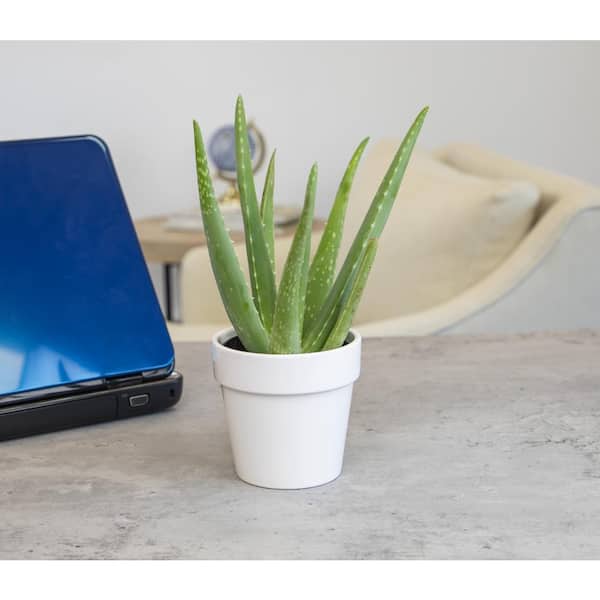 George Home Artificial Aloe in Ribbed Pot - HelloSupermarket