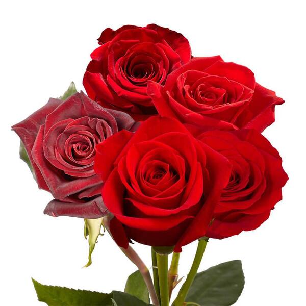 Red Roses One Pcs Fresh Red Roses