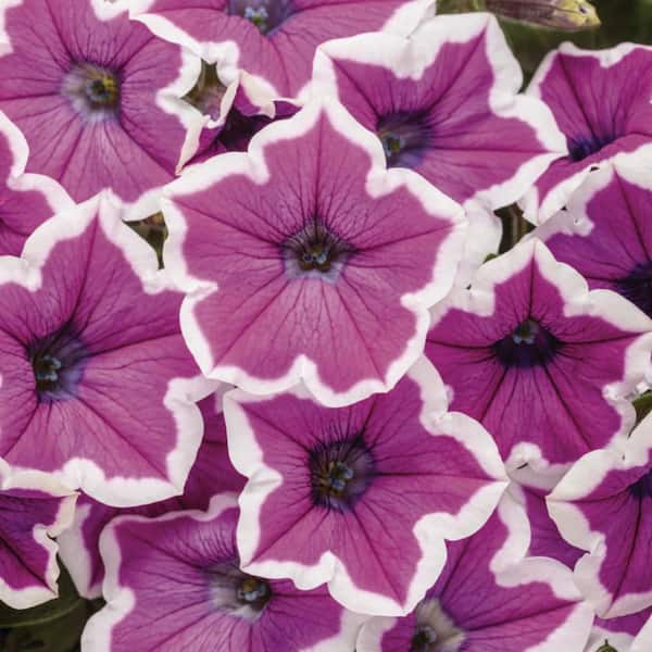 RURUNINA(プロフ必読)１００個 PROVEN WINNERS 4.25 in. Eco+ Grande Supertunia Hoopla Vivid Orchid