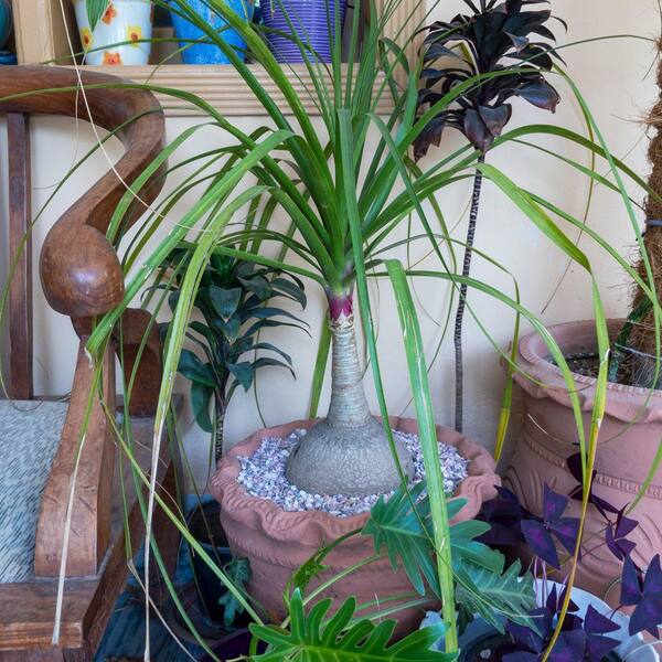 national PLANT NETWORK 4 in. Ponytail Palm Stump Plant in Grower Container  HD2569