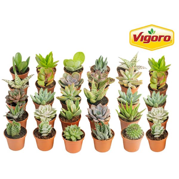 Mini Unique Indoor Succulent Plants in 2 in. Round Grower Pot, Average Shipping Height 2 in. Tall (30-Pack)