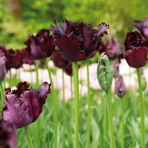 Tulips Bulbs Black Parrot (Set of 12)