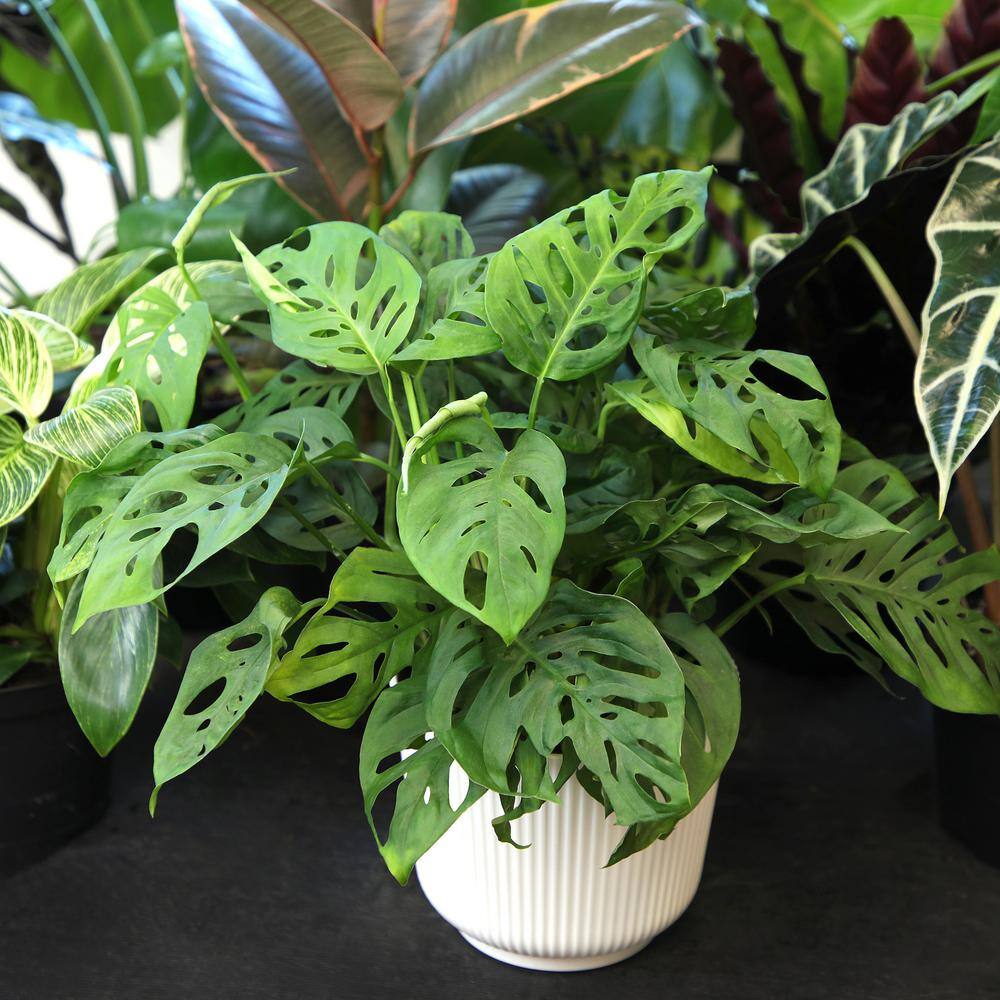 Large Monstera Adansonii in White Planter