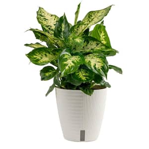 Dieffenbachia Dumb Cane Indoor Plant in 6 in. Self-Watering Decor Pot, Average Shipping Height 1-2 ft. Tall
