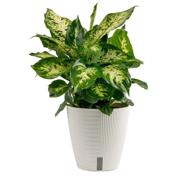 Dieffenbachia Indoor Plant in 6 in. Self-Watering Decor Planter, Average Shipping Height 1-2 ft. Tall