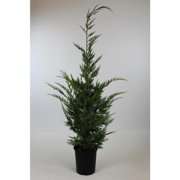 Unbranded Kraemer's Nursey 3.58 Gal. Leyland Cypress Shrub with Evergreen