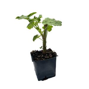 3 Geranium Maverick White Plants in 3 Separate 4 in. Pots