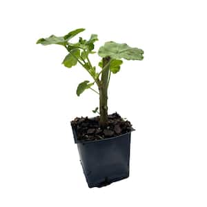 3 Geranium Virgo Deep Scarlet Plants in 3 Separate 4 in. Pots