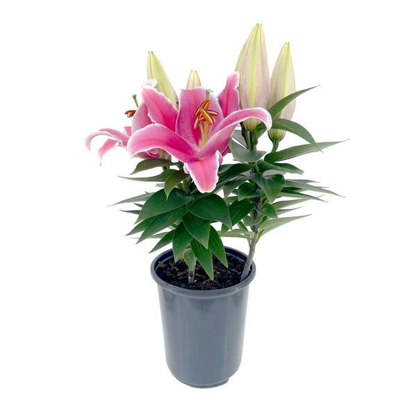 2.5 qt. Oriental Lily Perennial Plant with Pink Flowers - (4-Pack