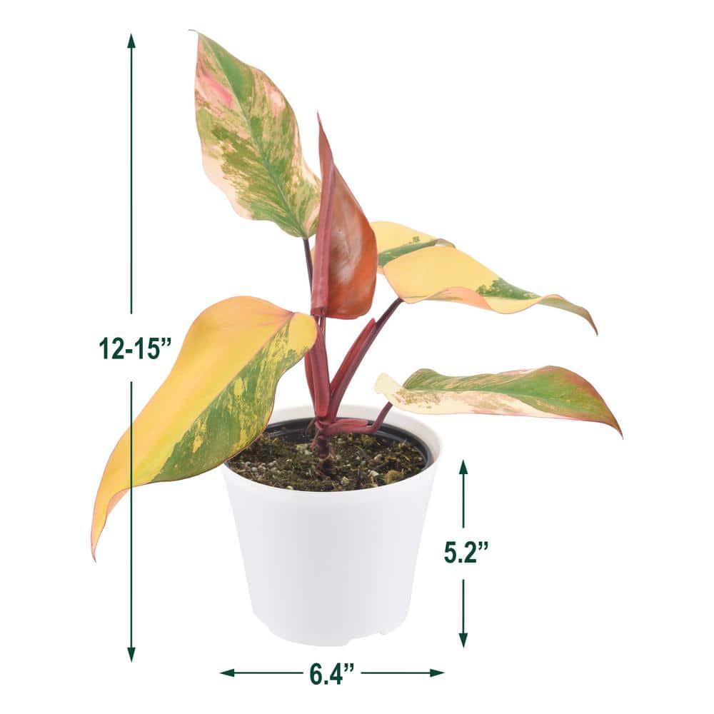 6" Strawberry Shake Philodendron in White Planter