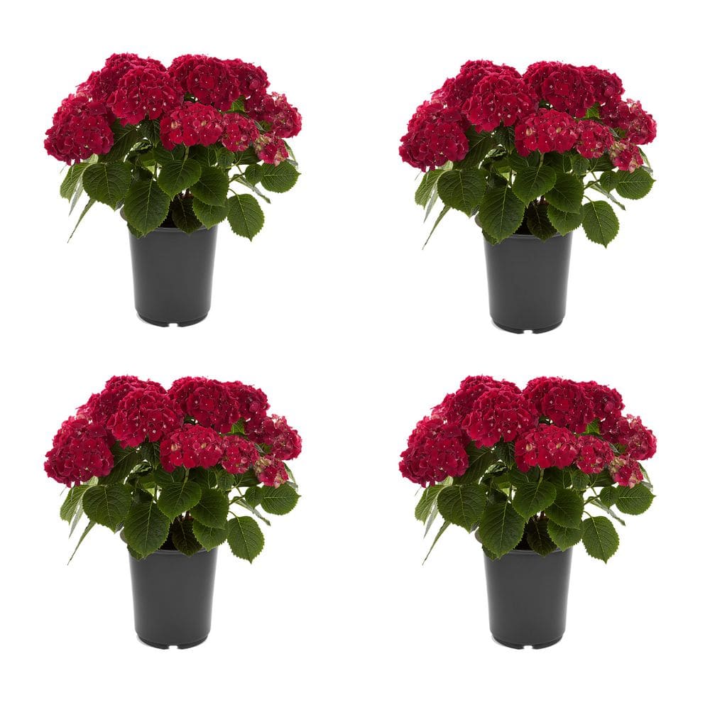 Unbranded. 2.5 QT Hydrangea macrophylla 'Hi Fire Red' Perennial