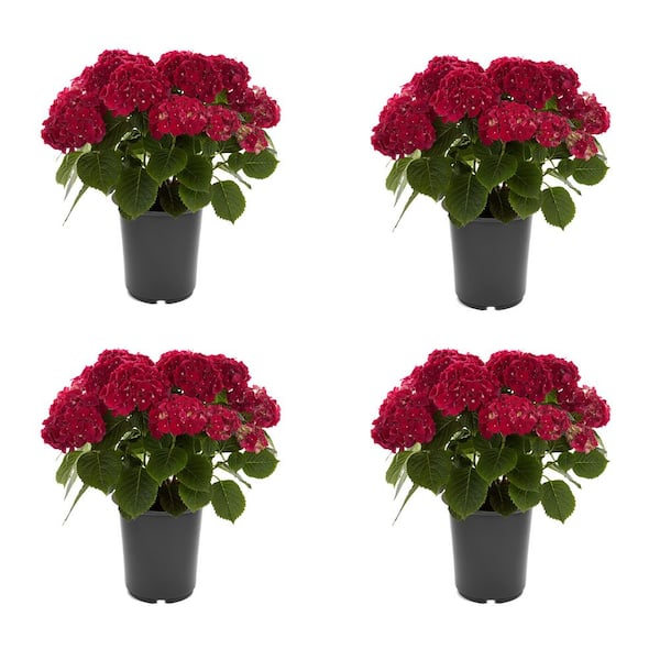 METROLINA GREENHOUSES 1.5 Gal. Hydrangea Florist Blue Perennial
