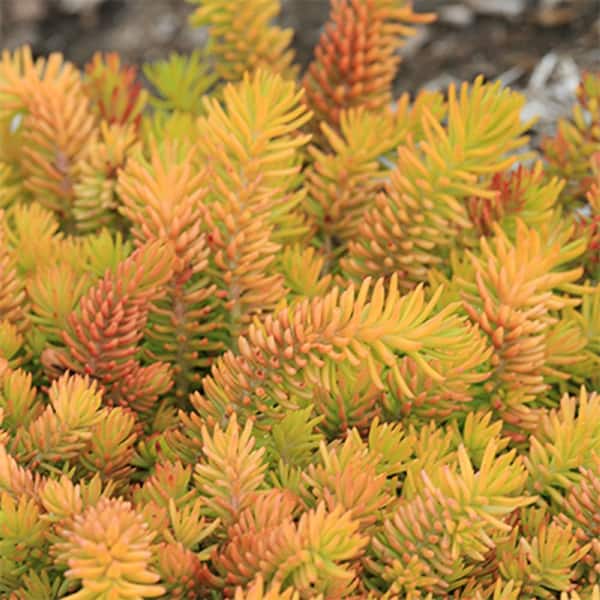 1 Gal Solar Spice Sedum (Sedum Reflexum) Live Full Sun Perennial Plant