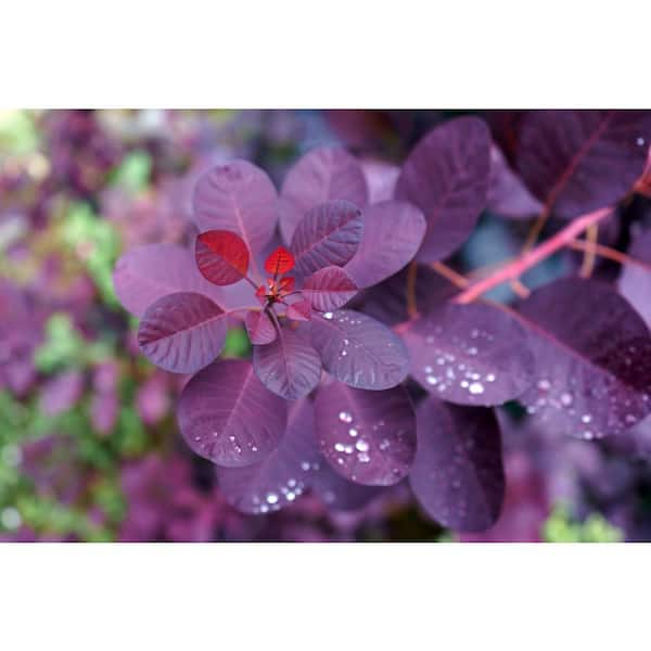 BELL NURSERY 3 Gal. Royal Purple Smokebush Live Flowering Shrub with Purple Foliage and Pink-Purple Flowers (1-Pack)