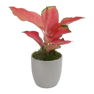Aglaonema China Red Chinese Evergreen Live House Plant with 4.25 in. Decorative Ceramic Pot