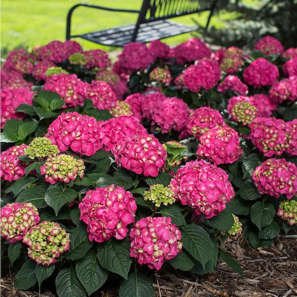 Image of Cityline Summer Crush hydrangea