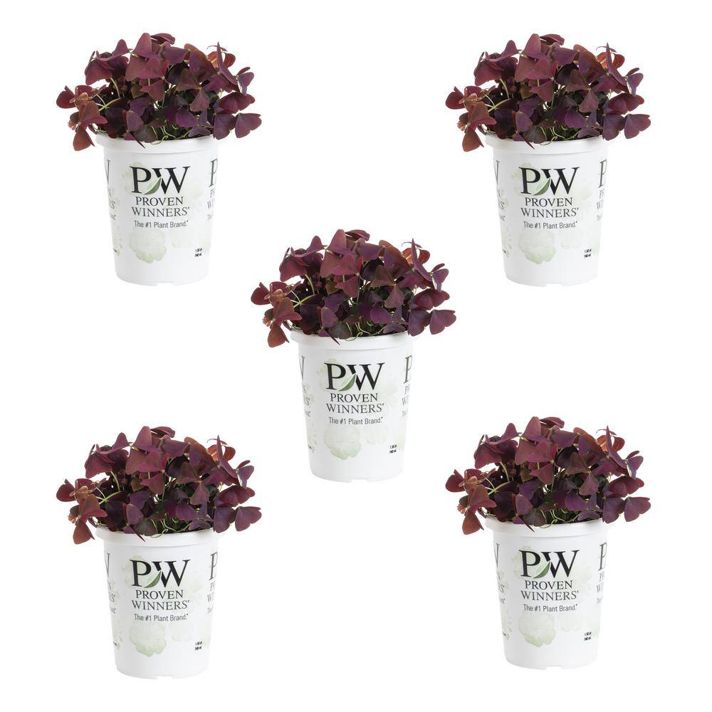 Metrolina Greenhouses 1.5 Pt. Proven Winners Oxalis Charmed Wine Purple 