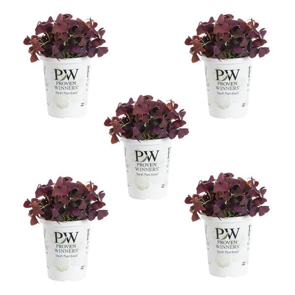 METROLINA GREENHOUSES 1.5 Pt. Proven Winners Oxalis Charmed Wine Purple ...