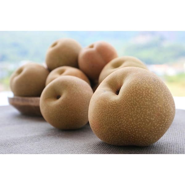 Unbranded Shinseiki Asian Pear