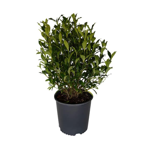FLOWERWOOD 2.5 Gal - August Beauty Gardenia, Live Evergreen Shrub, White Fragrant Blooms