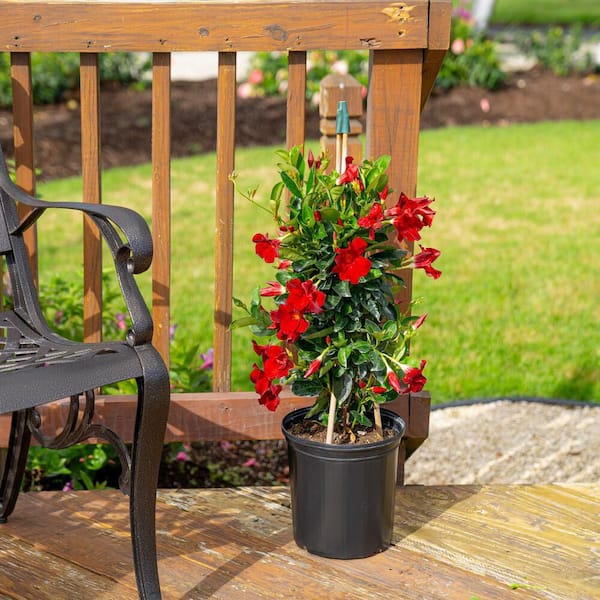 10 in. Mandevilla Red Teepee Shrub in Growers Pot