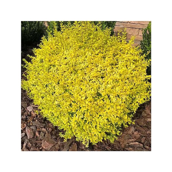 ALTMAN PLANTS Ligustrum Waxleaf Shrub 662680 - The Home Depot