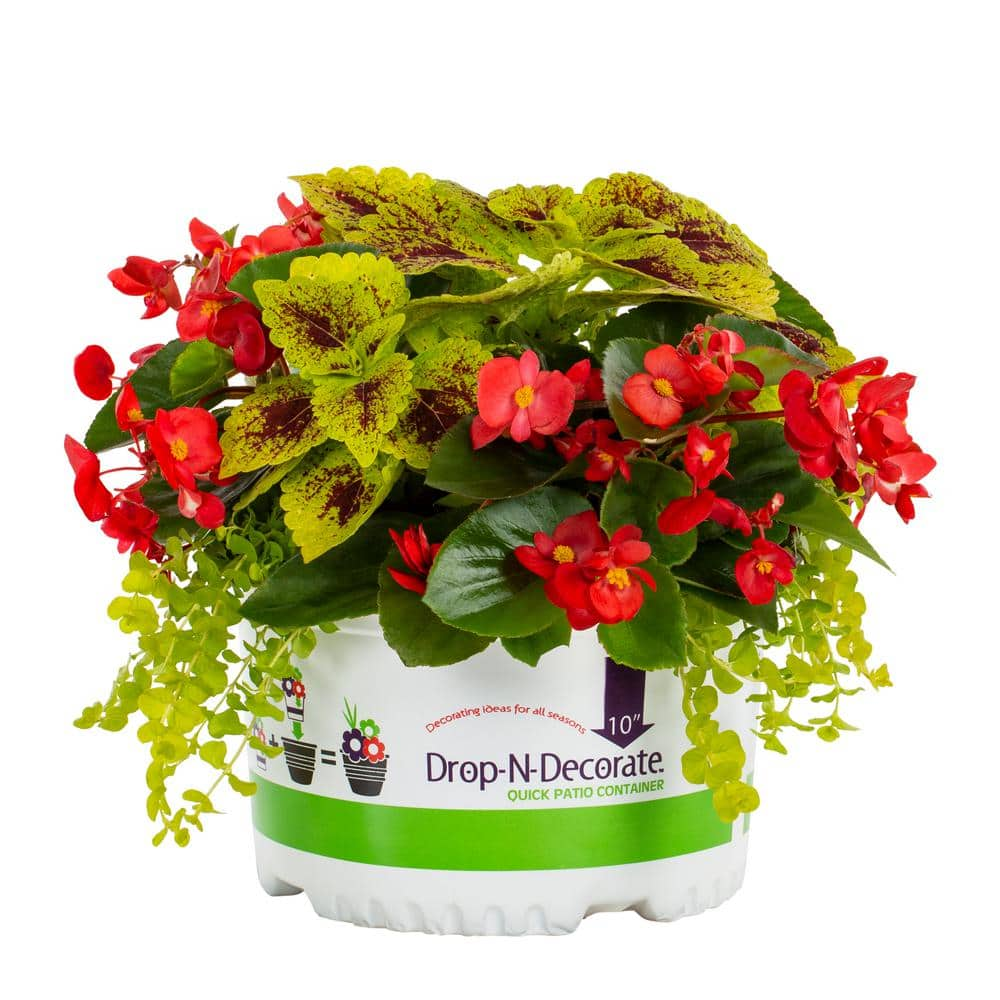 METROLINA GREENHOUSES 1.5 Gal. Drop N Decorate Emerald Garden Coleus, Lysimachia, Begonia, Combo 