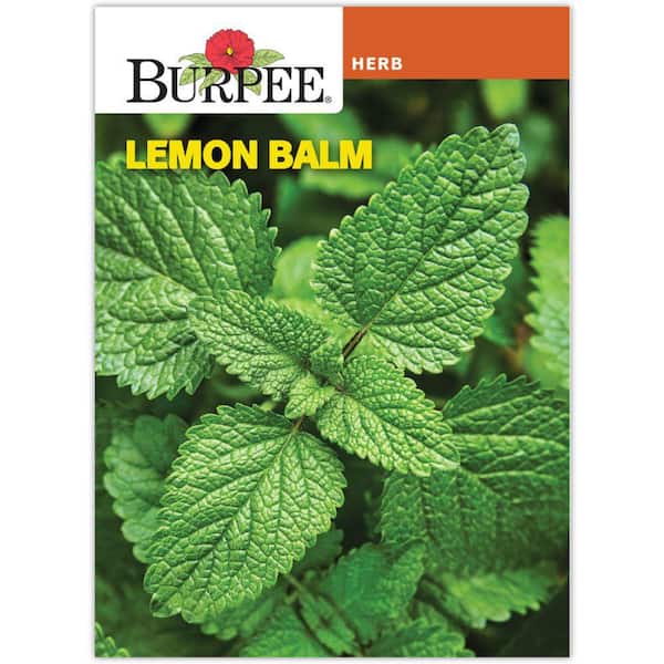 Herb Lemon Balm Seed