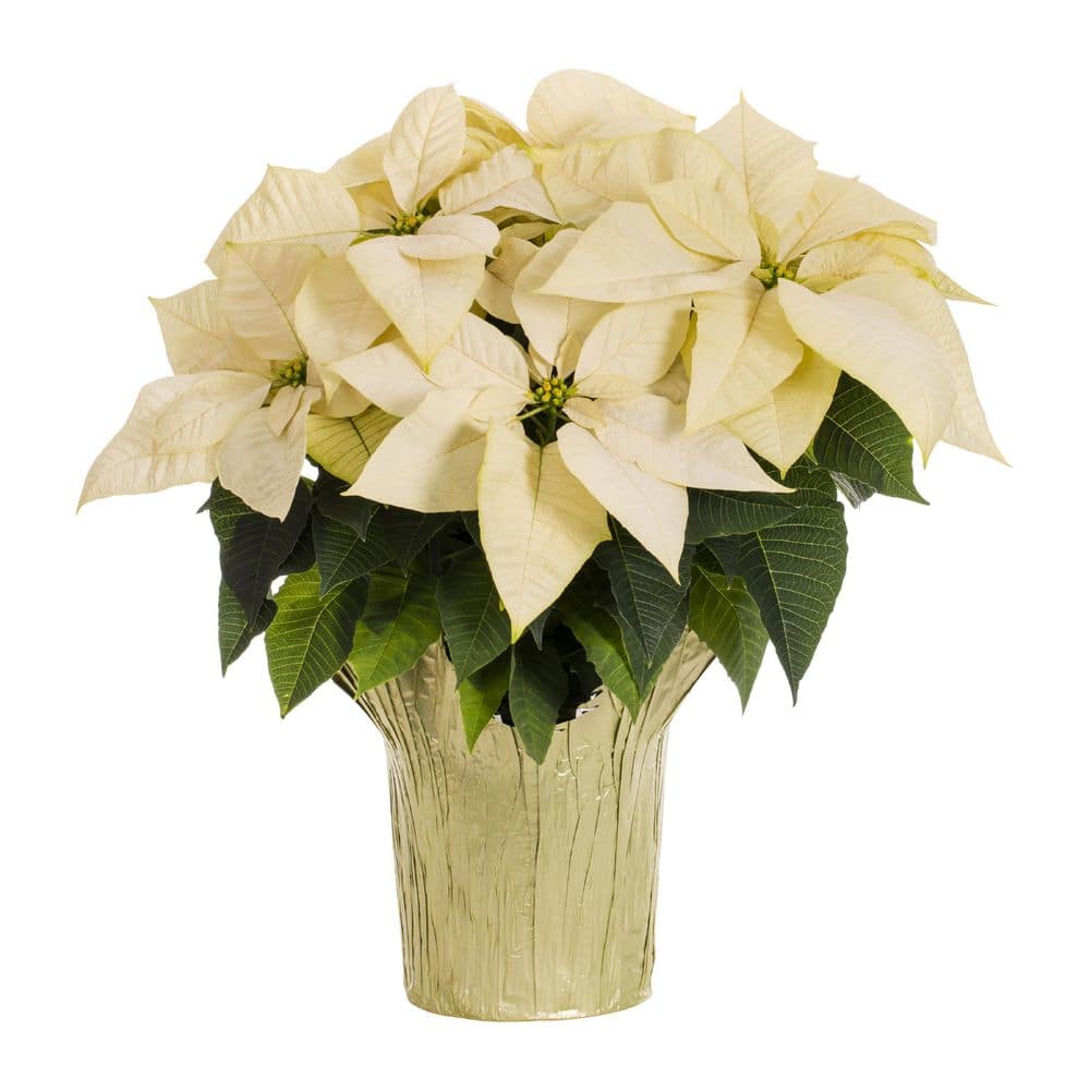 METROLINA GREENHOUSES 3.5 Qt. 8 In. Live Christmas Poinsettia White ...